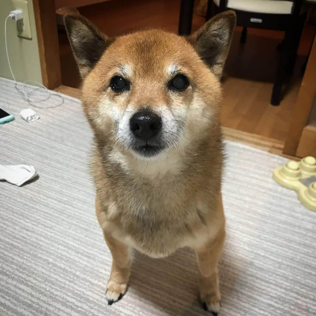 柴犬はなこ Shibainu Hanakoのインスタグラム：「ごしんぱいをおかけしました。わたしはげんきです！！🐶✨ おくすり、おいしい！！ #shiba #dog #shibainu #柴犬 #犬 何味なんだろな…😅」