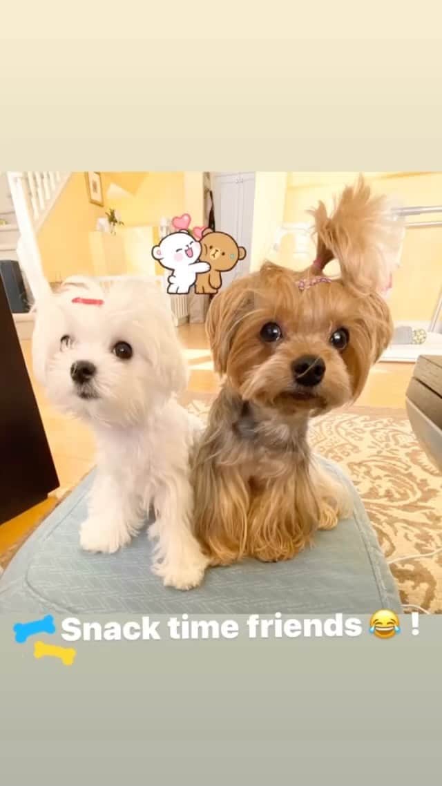 Kodie Bearのインスタグラム：「Can’t believe 🌸 I am bigger than 🐶 Kodie now -Somie」