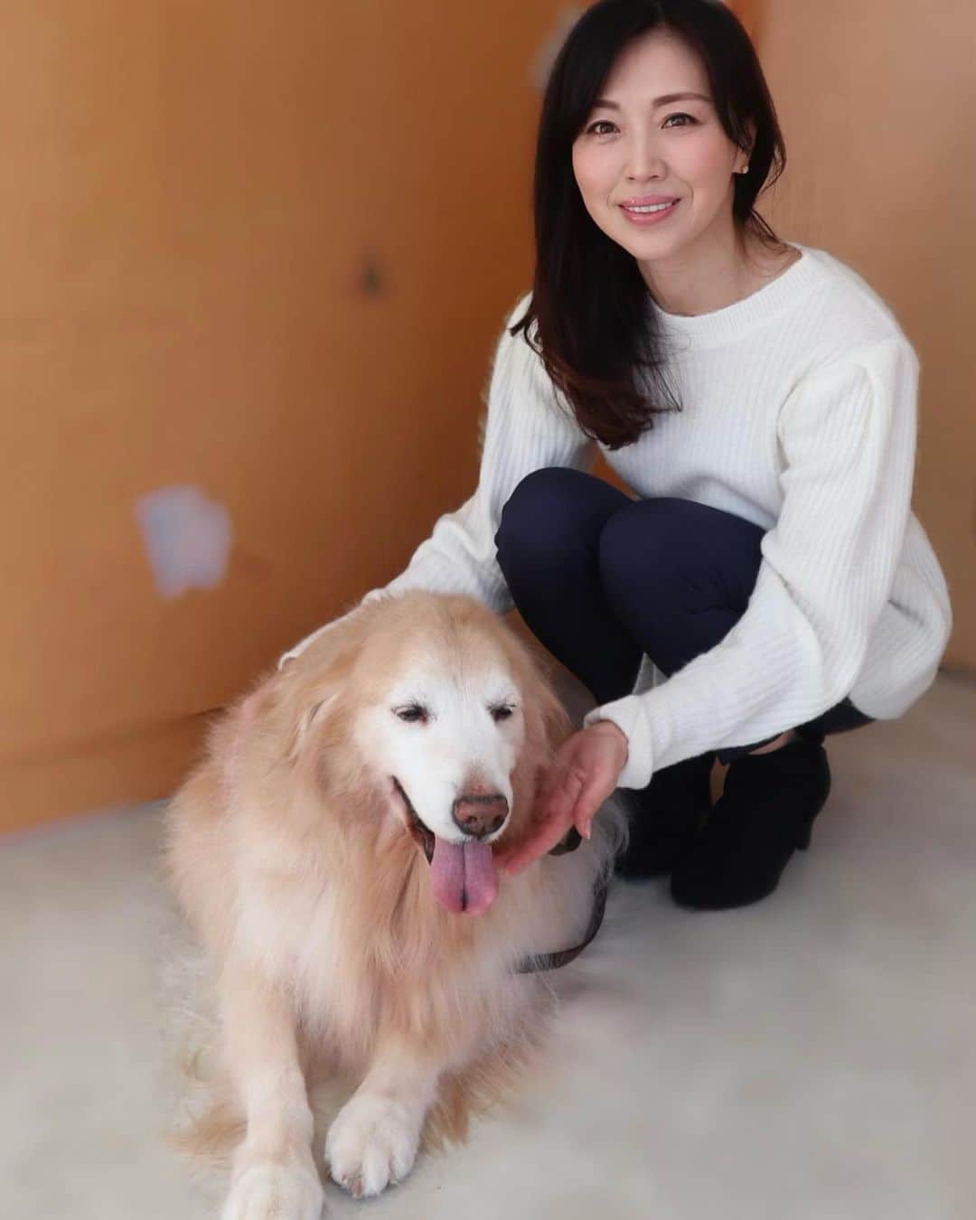 のインスタグラム：「#おはようございます ・ #愛犬 ココア　 #健診 と #シャンプー #トリミング へ。 ・  もうすぐ12歳になりますが 食欲もあり元気です。 ・  ・ #ありがとう #ゴールデンレトリバー  #goldenretriever  #シニア犬  #癒し  #11歳 もうすぐ　#12歳  #女の子  #dog  #doglover  #わんこ  #癒し犬  #大型犬のいる生活  #大型犬のいる暮らし」