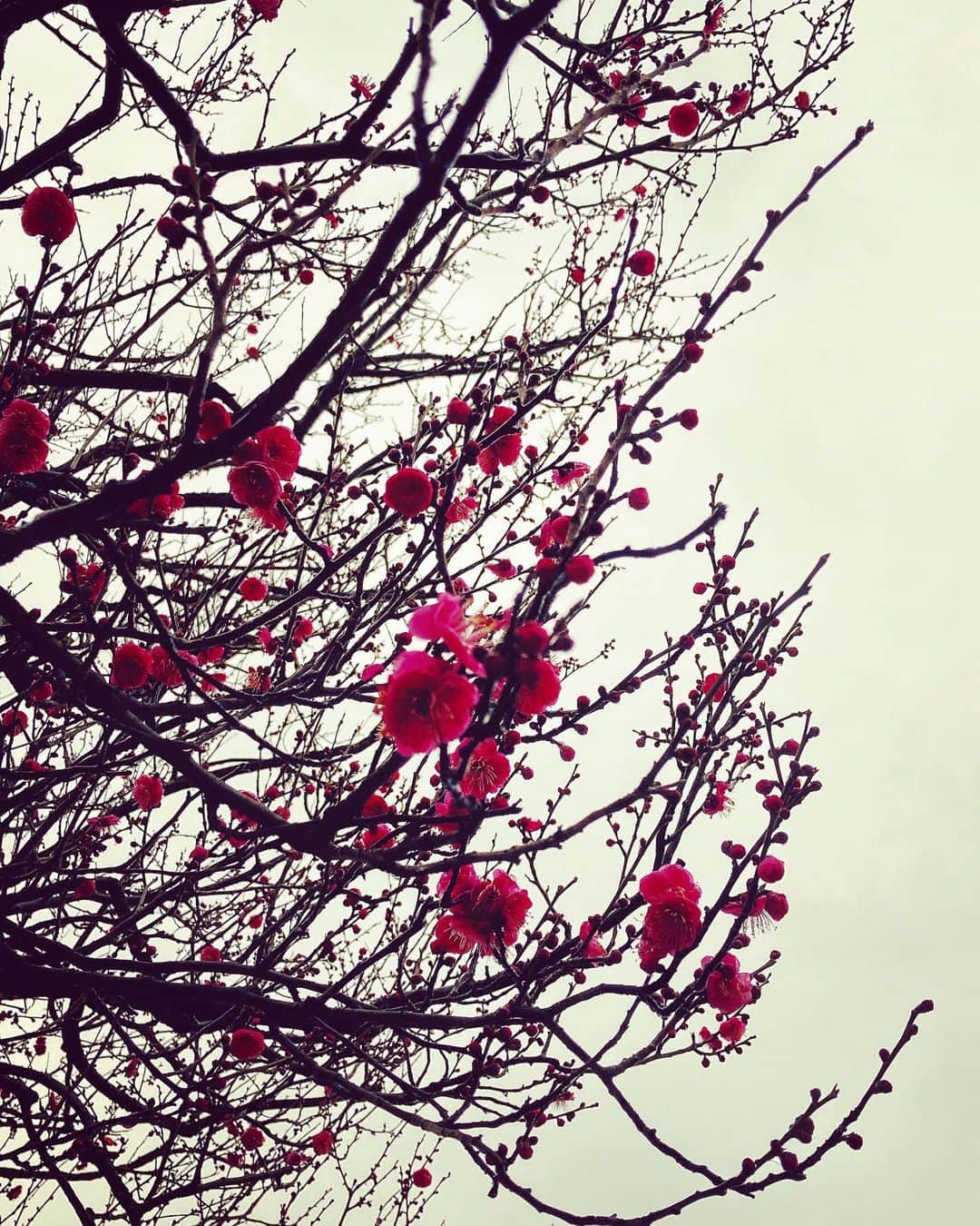 ハマカワフミエのインスタグラム：「今年最初の。  どうしてこんなに梅の花ばっかり好きなのか、自分でもよくわからないんだ。  #plum」