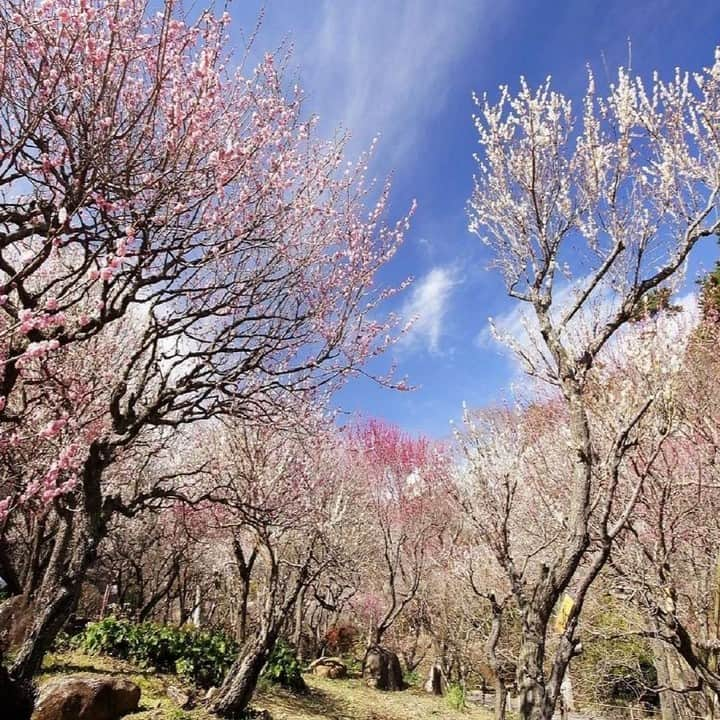 鉄板ダイニング ゆとりろ熱海【公式】のインスタグラム：「【梅まつりで熱海の旬満喫🌼】  こんにちは。 ゆとりろ熱海でございます。  今回は、期間限定の熱海梅園梅まつりをご紹介✨  園内には60品種469本の梅が咲き、早咲きから中咲き、遅咲きと順に開花していくので、お祭り期間中はいつでも梅をお楽しみいただけます😊  さらに園内は足湯や飲食出店・土産店もオープンし、日によって熱海芸妓連演芸会や剣舞、演奏会、大道芸、甘酒無料サービスなどのイベントも！  当館フロントでは、梅園入場チケットを特別価格の100円で販売いたします✨ 通常は300円での販売ですが、なくなり次第終了ですので、ご希望の方はお早めにご予約下さいね。  また、梅園チケット付きプランも期間限定で販売中！ チケット合わせて3大特典付きのプランですので、お見逃しなく🌟  --------------- 【3大特典付】梅園チケット＆金目鯛の姿煮付／レイトアウトでゆったりステイ満喫＜スタンダード会席★風＞  🎁特典①梅まつりチケットプレゼント 🎁特典②ご夕食時金目鯛の姿煮をご用意🐟 🎁特典③レイトチェックアウト（11:00）サービス ※通常のチェックアウトは10:00でございます。 ---------------  プランのご予約はプロフィールの公式サイトからご確認くださいね🔍  ご予約お待ちしております。  #ゆとりろ#リロホテルズリゾーツ #熱海#梅園 #熱海梅園 #冬旅 #静岡 #熱海女子旅 #梅」