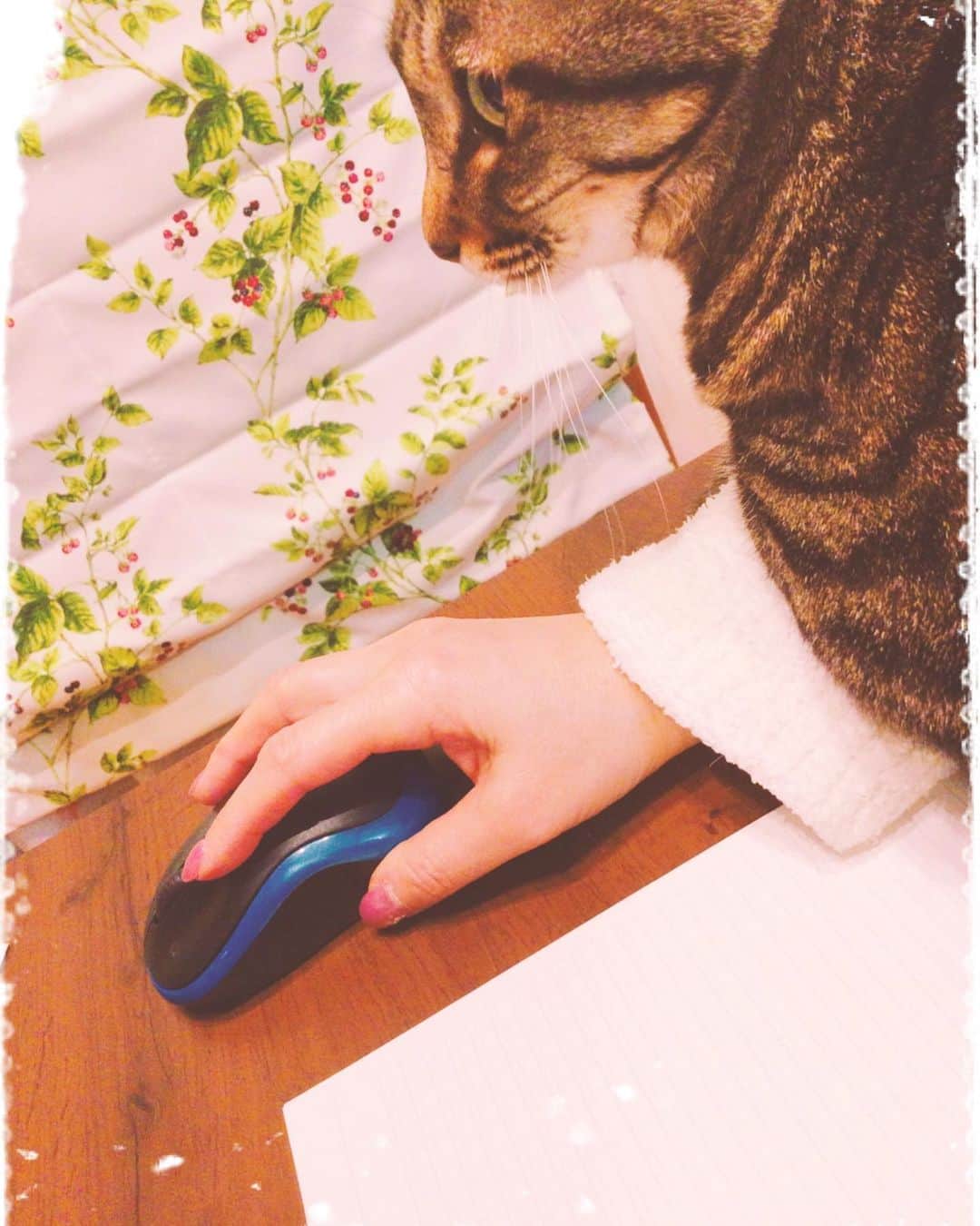 ゆきのさつきさんのインスタグラム写真 - (ゆきのさつきInstagram)「期末試験の勉強でノートを取る量が右手の運動許容量を超えそうなギリギリ状態で乗って来る小悪魔がいる•••😼  #うちのお嬢さん　#あと4科目」1月17日 15時32分 - satsuki_yukino
