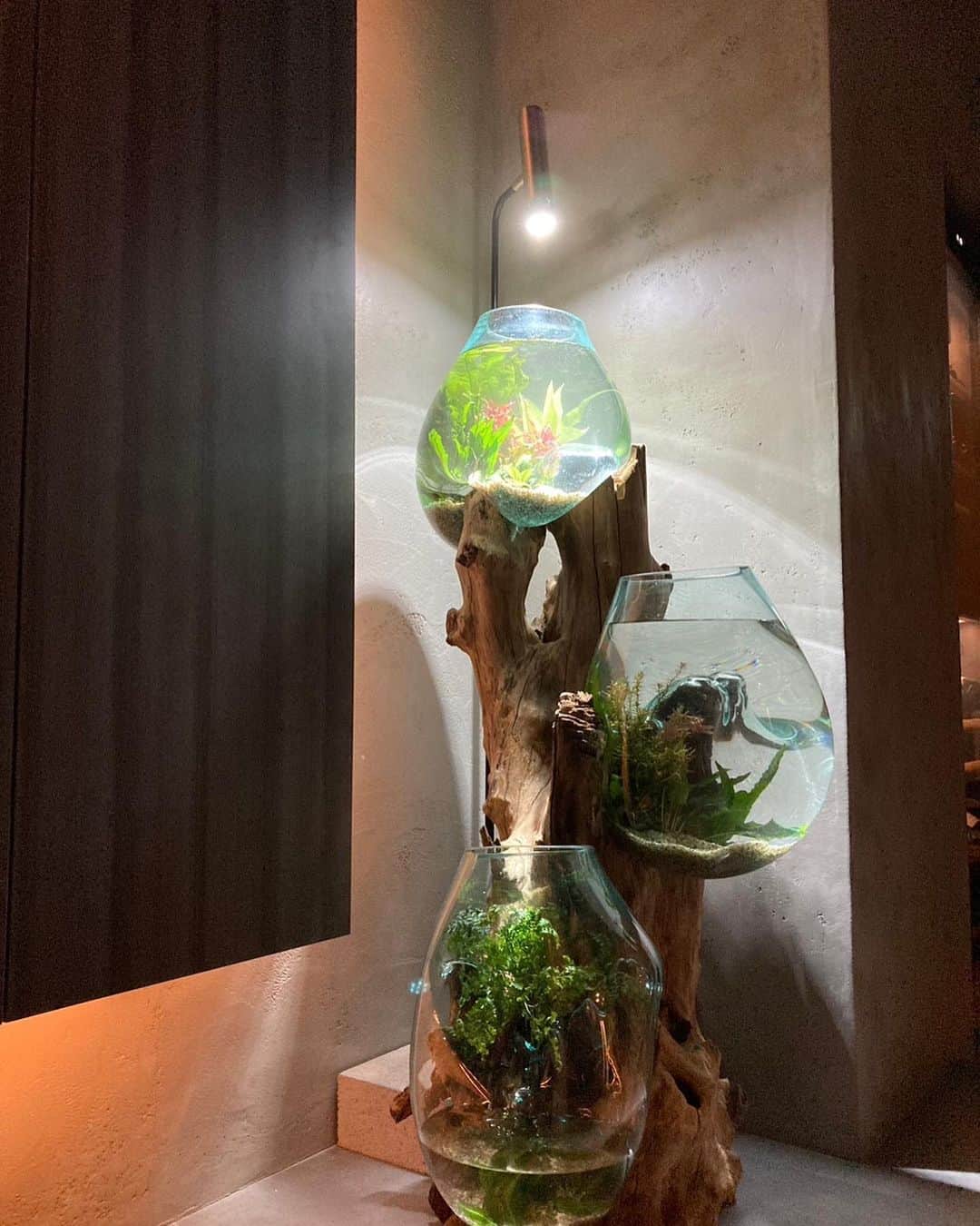 大阪・東京のアクアリウムならa.a.c.さんのインスタグラム写真 - (大阪・東京のアクアリウムならa.a.c.Instagram)「今回もFUKUDA FACTORY様の流木ガラスをコーディネートさせて頂きました🐠🌱  設置先は北新地に店を構える「Feu」様 。  最高の空間で最高の食を堪能しにぜひ訪れてみて下さい。  #インテリア #インテリアアクアリウム #水草 #水槽 #水槽のある暮らし #熱帯魚 #海水魚 #水槽レンタル #水槽メンテナンス #大阪 #東京 #アクアポニックス  #art #aquarium #fish #空間デザイン #オフィスデザイン #オフィスグリーン #オーダーメイド水槽 #インテリアコーディネート #グリーンコーディネート #内装デザイン #水槽設計 #水槽施工 #北堀江 #流木ガラス #fukudafactory」1月17日 15時59分 - 8rium_aac