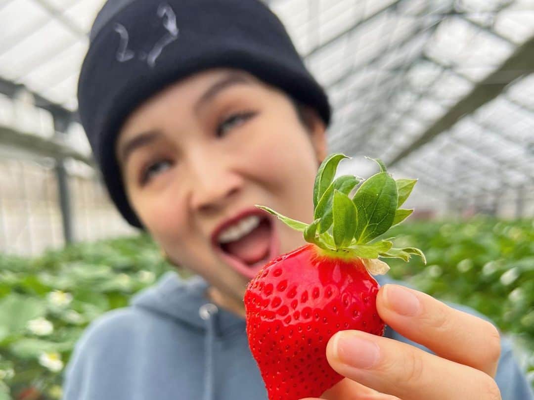 富久美玲のインスタグラム：「🍓」