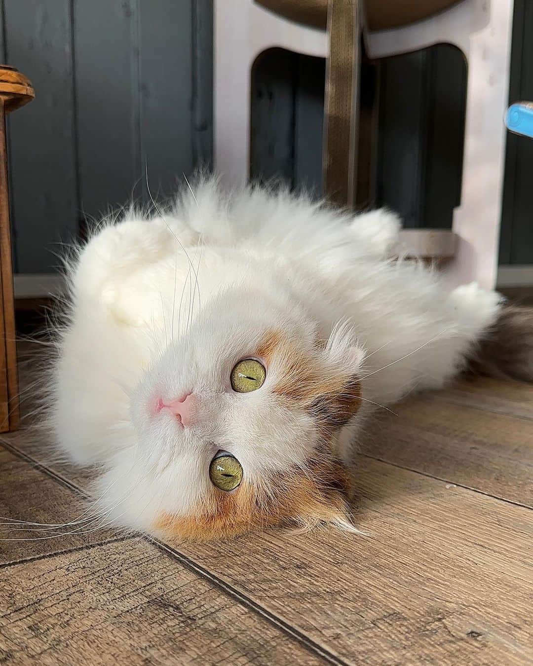 のインスタグラム：「always looking at you 👀  いつも見ている 警視庁のステッカーみたいだ で、私もずっと見ちゃう👀  #犯罪を見逃さない #weeklyfluff #fluffy #adorable #cat #scottishfold #kawaii #catsagram #instagood #ilovemycat #neko #9gag #pleasantcats  #猫 #ふわもこ部#もふもふ #ねこ #猫のいる暮らし #スコティッシュフォールド #ねこのいる生活 #かわいい」