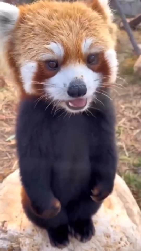 Beautiful Nature & Animalsのインスタグラム：「The cutest little red Panda ❤️🐼 Tag your friends  By @littlepanda6487」
