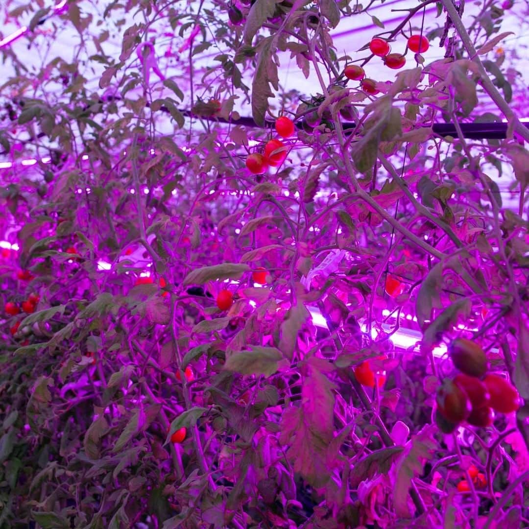ＯＳＭＩＣ【オスミックトマト公式】さんのインスタグラム写真 - (ＯＳＭＩＣ【オスミックトマト公式】Instagram)「【農場の様子🌱】 OSMICは美味しいトマトを作るために、日々研究を重ね、技術を磨き続けています！  今回は地元ではちょっとした話題にもなる「LED補光」についてご紹介✨  雨天や曇天時など、日射の少ない日には日射時間を確保するために、 赤色と青色のLEDを点灯させて補光をしています💡  補光中は紫にハウス全体が染まるので、 巷ではちょっとした噂になりTVで取り上げられたりもしました🫢！  外からでも見れますので、気になるかたはぜひ実際に見に来てください😊  ------------------------------------ 【公式】OSMIC トマト https://www.youtube.com/channel/UCb6H-ILoMFnDxEc00QlIcBg ------------------------------------  ほかにも、OSMICの公式YouTubeチャンネルでは、 色々な動画を公開しておりますので、 チャンネル登録していただけると嬉しいです🍅！  #OSMICトマト #オスミックトマト #OSMICFIRST　#オスミックファースト　#ミニトマト #高糖度フルーツミニトマト #OSMIC #美味しさの秘密 #農場 #栽培　#トマト #フルーツトマト #トマト大好き #野菜 #ハウス　#YouTube」1月18日 12時10分 - osmic_jp