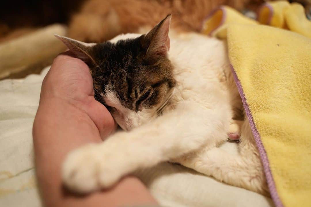 マンチカンズTVのインスタグラム：「ゆきちゃん、他の猫にも見守られながら戦ってます。 時折場所を変えるのは、痛みで落ち着かないのかも。 痛み止めも吐いちゃうからなぁ。 せめて、痛みだけでも薄れさせてあげてください🙏 #catstagram #kitty #petstagram #instacat #meow #catoftheday #ilovemycat #instacat_meows #catstagram_japan #猫 #ねこ #ねこすたぐらむ #ネコ #ふわもこ部 #にゃんすたぐらむ #ねこ部 #保護猫 #にゃんこ #猫好きさんと繋がりたい #ねこのいる生活 #子猫 #ねこのきもち #ねこのいる暮らし #猫写真 #猫と暮らす」