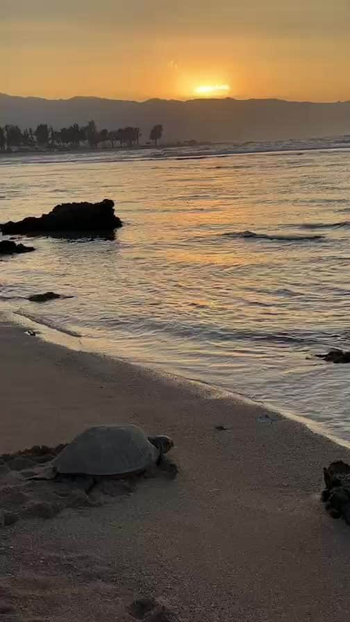 kawaiihawaiitourのインスタグラム：「Haleiwa Beach Park で亀さん遭遇！ ちょうど海に帰るところでした！  #ハワイ #Hawaii  #ホヌ」