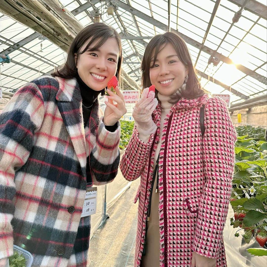 夢羽美友のインスタグラム：「strawberry🍓 . . . 先日、富山の徳徳ハウスで妹といちご狩りに行きました🤭💗 甘〜くって、大きくて、普段食べてる苺と全然違いました👍 @es_tokutoku_house  #いちご狩り  @yumehana.ran  と一緒に…☺️」