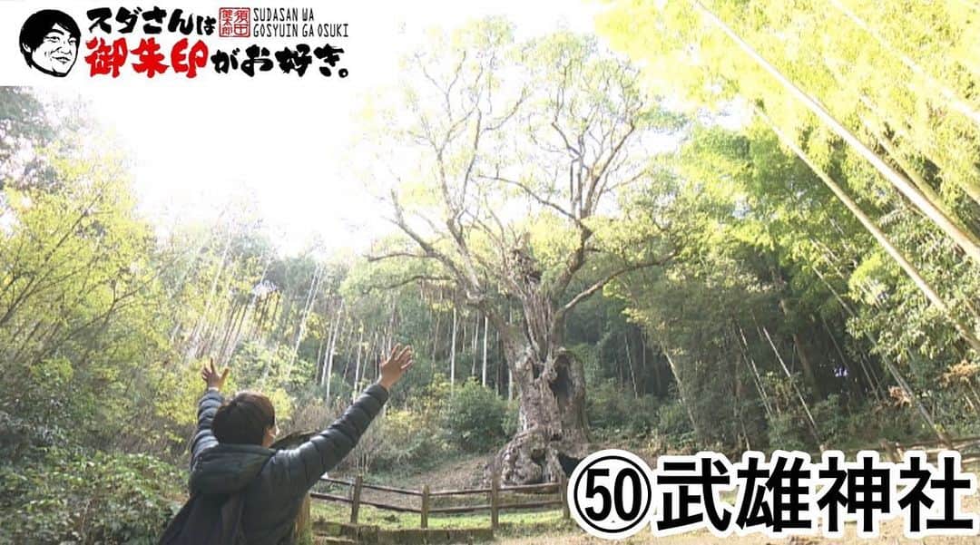 須田健太郎さんのインスタグラム写真 - (須田健太郎Instagram)「⛩御朱印の旅⛩ 新年最初は佐賀県の武雄神社！ ご紹介させて頂きました。 ・ 御神木の『武雄の大楠』 樹齢3000年、高さは27メートル。 パワーが凄い！圧巻です！ 御朱印もこの大楠が描かれています。 御朱印からもパワーを頂けますよ！ ・ 武雄神社には、この大楠の他に、 パワースポットが多くありますので、 行かれた際は沢山パワーを感じてきて下さい！ ・ 2023年も、このコーナーを どうぞよろしくお願いいたします！ 次回は、2月15日放送予定です！ (過去の放送はFBSムービーでご覧頂けます) #めんたいワイド#スダさんは御朱印がお好き#神社#福岡神社#福岡御朱印#武雄神社#御朱印#武雄の大楠」1月18日 17時25分 - kentarosuda_fbs