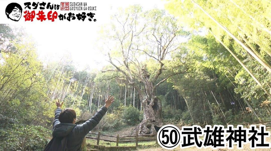 須田健太郎のインスタグラム：「⛩御朱印の旅⛩ 新年最初は佐賀県の武雄神社！ ご紹介させて頂きました。 ・ 御神木の『武雄の大楠』 樹齢3000年、高さは27メートル。 パワーが凄い！圧巻です！ 御朱印もこの大楠が描かれています。 御朱印からもパワーを頂けますよ！ ・ 武雄神社には、この大楠の他に、 パワースポットが多くありますので、 行かれた際は沢山パワーを感じてきて下さい！ ・ 2023年も、このコーナーを どうぞよろしくお願いいたします！ 次回は、2月15日放送予定です！ (過去の放送はFBSムービーでご覧頂けます) #めんたいワイド#スダさんは御朱印がお好き#神社#福岡神社#福岡御朱印#武雄神社#御朱印#武雄の大楠」