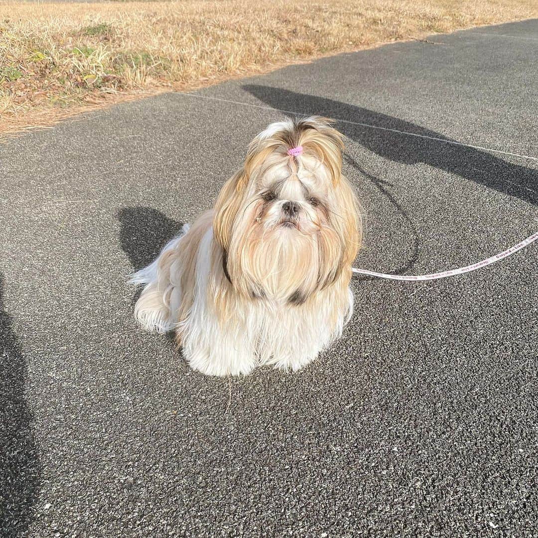ririのインスタグラム：「ももしゃん🍑 久々実家きたら🐕 とてつもなく成長してる😹 え？りん？🥺って  思っちゃった😚💓 小さい頃のりんに そっくりです🌈  ももちゃんうちの実家を 頼んだよ💓  アタシは姪っ子と フルで遊んで力尽きました🤣  楽しかったね🐰🌈  #love #happy #dog #シーズー #かわいい #犬好きな人と繋がりたい」