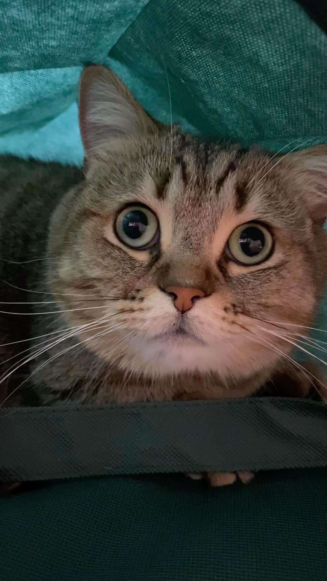 のインスタグラム：「『あくびニャ😺』 #yawn #cat #cats #katze #chat #gatto #gato #feles #kat #tabby #tabbycat #munchikin #munchikincat #catsoftheworld  #cats_of_world #catsofinstagram」