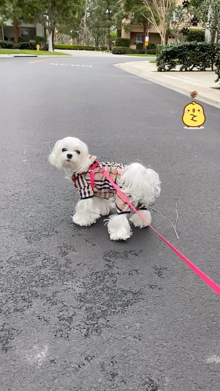 Kodie Bearのインスタグラム：「🌸Please don’t interrupt my daily walk, mommy🤷🏻‍♀️」