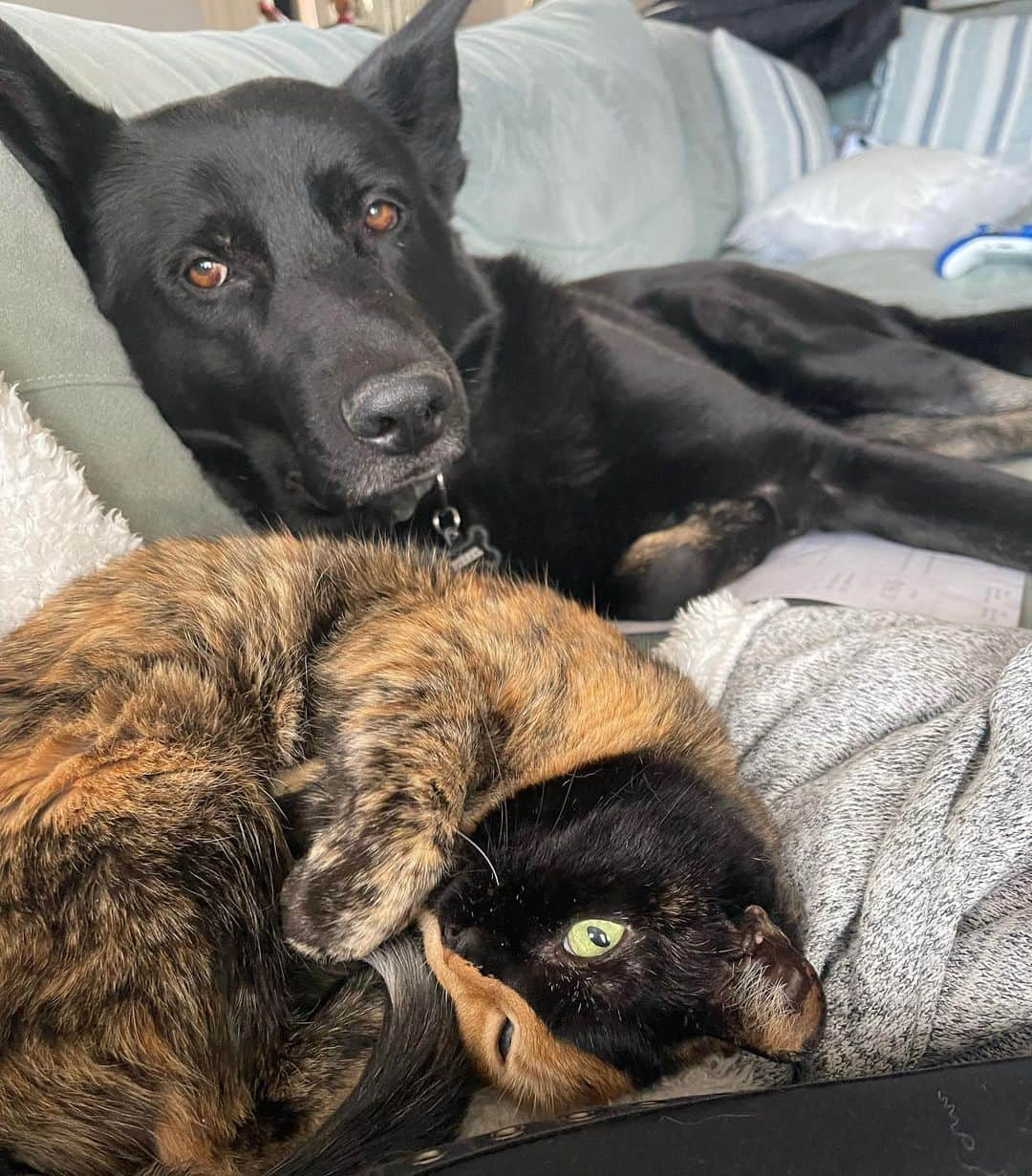 Venus Cat さんのインスタグラム写真 - (Venus Cat Instagram)「This is how Diesel @dieseltheblackgs & I spend rainy/dreary days! ☁️⛈️ #unlikelyfriends #germanshepherd #blackgermanshepherd #twofacecat #besties」1月19日 3時14分 - venustwofacecat