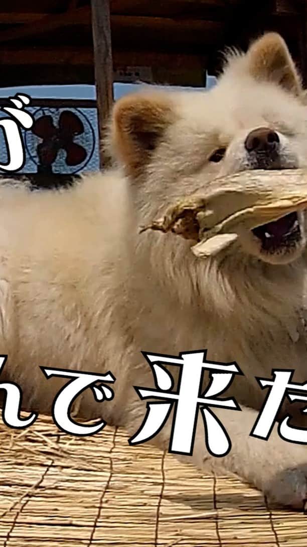 のインスタグラム：「問： わさおが干した鱈一本を食べるのに必要な時間は？ 答.：約5分。  youtube 公式チャンネルにその一部始終を上げておきました。  @wasao_official のURLからどうぞ。  Q: How long does it take Wasao to eat one dried cod? A: About 5 minutes.  I uploaded the whole story on my official youtube channel.  Please visit @wasao_official URL.  #busakawa #longhair #longcoat #akita #akitainu #dog #wasao #wasao_recollection #ぶさかわ #長毛 #秋田犬 #わさお #わさお追憶 #wasaomemorial」