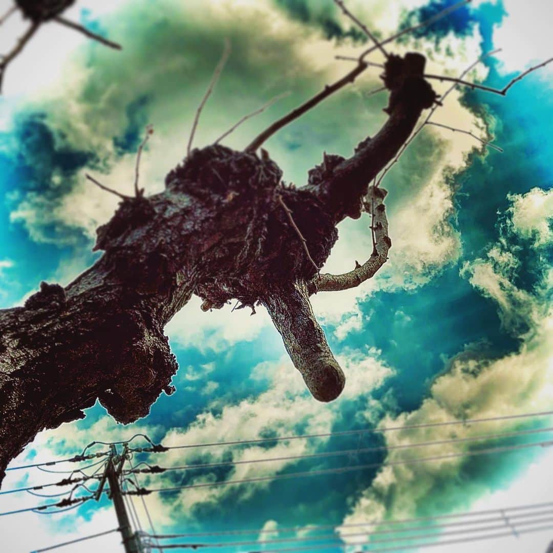 西田一紀のインスタグラム：「最強の男の木。  #最強 #街路樹 #かずさんぽ」