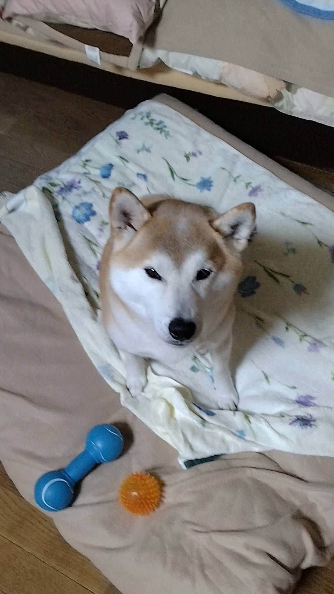 柴犬⭐️サスケのインスタグラム