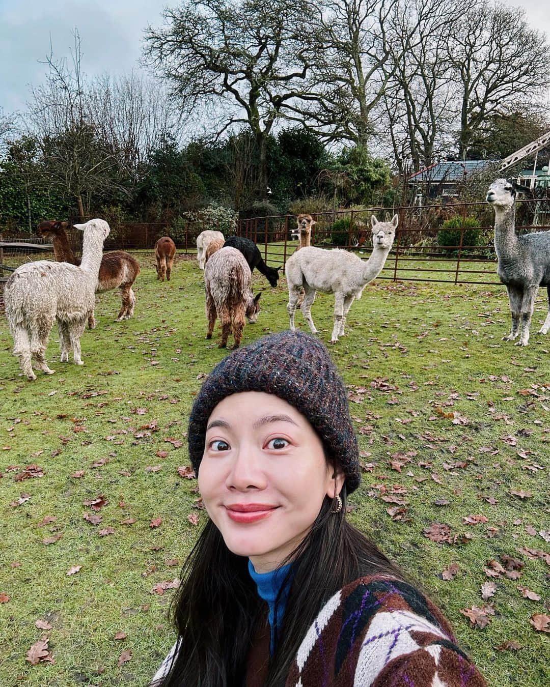 曾之喬のインスタグラム：「幾個禮拜前，我一個人在英國，去了一個鳥會生蛋的鄉下民宿住了五天四夜。（不要問我為什麼這麼大膽？我也很想問我自己。） · 我本來就很喜歡鄉下，但當然也是衝著草泥馬去的🦙🤍。 我到達的那一天超冷，地上都是冰霜。 主人是當地的老夫婦，非常親切可愛，因為附近基本上走不到任何店家，所以他們還準備了很多好吃的給我☺️。（但我一隻草泥馬都沒看見，其實有點桑心。） 才四點天已經快黑了，老夫婦們像爺爺奶奶一般一直趕我進屋烤火取暖。 不過後來我偷偷地走去屋子後面的大草原，有點遠大約要走800公尺。終於模模糊糊的看到了幾隻草泥馬，然後我就放心了（🤣）。 · 這裡距離倫敦大約車程兩小時。 冬天氣候真的蠻差的，彷彿是天空always在耍憂鬱。大多是陰雨天，日照時間又很短，所以到的第二天早上剛睡醒，綿綿細雨冷颼颼，真的會讓人不想起床。 在我懶洋洋的拉開窗簾之後，看到的畫面竟然是😳😳😳⋯十幾隻草泥馬全部躺在我門前的草皮上啦🦙🦙🦙🦙🦙🦙😍😍😍。 （太夢幻了） · 於是就和12隻（吧）害羞的羊駝，一隻超級無敵黏人的大狗Humphrey，和牠的好友愛撒嬌的灰貓Shelley，幾隻非常會生蛋的母雞，還有什麼時辰都有可能會叫的公雞們，一起度過了退休般的五天四夜。 · 其實我真的沒有料到這裡，什麼車都叫不到😂，所以我就每天住在我的小屋裡閒閒沒事。唯一的行程是坐老先生的車到大型超市買點食材，陪他一起找找老婆列的必買清單。 這幾天相當愜意，當然無聊的時候也真的很無聊，尤其一直下雨也不太能散步。 還好我非常喜歡生火，所以就一直搬木材進屋烤火取暖，天知道烤了多少顆橘子，一整天聽著下雨聲，也藉機看了些想看的書，看了一直很好奇的英國劇王冠，也第一次體驗了幾天早點起床，一起餵草泥馬吃早餐的生活。 · 有幾度我變得越來越焦慮，總覺得這樣是不是有點太浪費時間？但後來想想或許這就是老天要我體驗的吧？ 放心吧，不著急的，沒有一定要做什麼。 · 最後一天要離開的時候，漂亮的女主人還送了我一張聖誕卡片和手縫的聖誕吊飾，是一個蓬蓬的格紋愛心🧑🏻‍🎄❤️。 · #榮登我住過最奇怪的民宿第一名 #草泥馬和羊駝應該是一樣的吧 #鳥會生蛋的鄉下 #而且蛋非常的肥美濃郁🥚 #謝謝相遇✨✨✨✨✨」