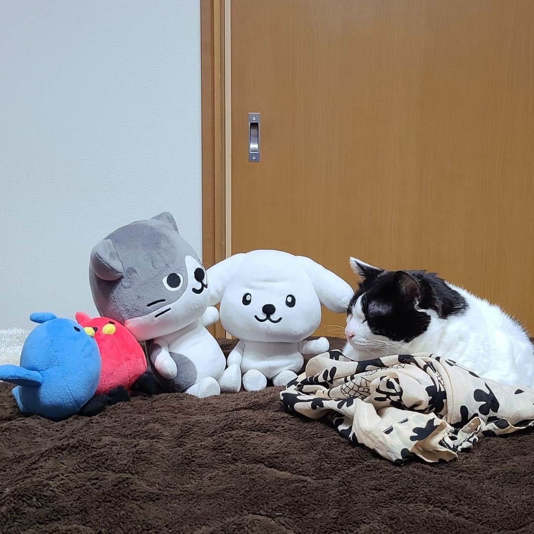 のインスタグラム：「. 【ダス犬のおともだち紹介】 今日はハチワレのハクくんと茶トラのウタくんのおうちに遊びに行ったよー！  この日はとっても寒くてみんな暖かいところに大集合！  最初は緊張気味のハクくんとウタくんだけど、 あっという間に仲良くなってたくさんお話したよっ！ ぬくぬくタイムのおかげかな？  なにを話しているんだろう？ 教えてほしいなっ！！  #ダス犬のしあわせなまいにち #ダス犬 #ダスキン #dusken」