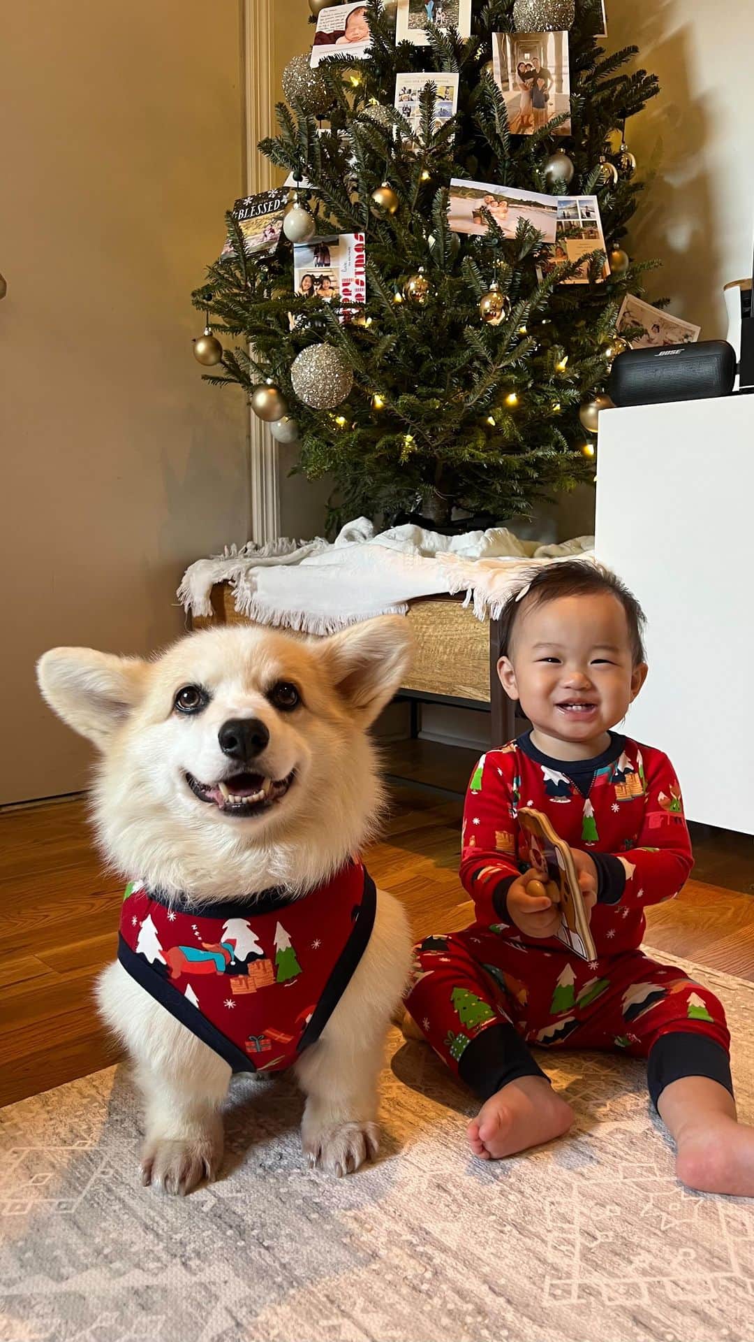 Winston the White Corgiのインスタグラム：「Watch my sister’s reaction when I showed her how to open Christmas presents.」