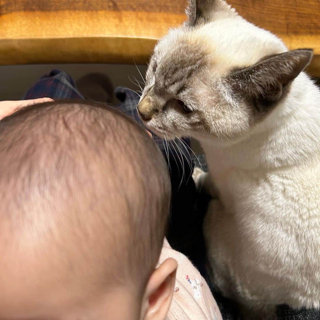 柏木美里のインスタグラム：「Happy birthday to me!!  授乳中のベビさんに負けじと、膝の上に乗ろうとする甘えモードのサクラさん😼 我が家は可愛いに溢れています💕笑  ちなみに二人は微妙に距離をとってて、まだ仲良くなれなさそう、、😹」