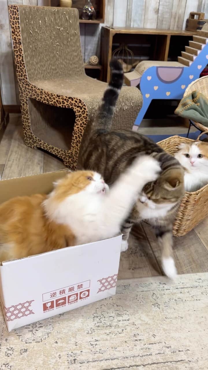 のインスタグラム：「Don’t worry  Still they are good brothers 🐵🦁  今日は意地悪が過ぎるうずらちゃん😎 でもこのちょっと前に 突き飛ばされてご飯奪われてたから 仕返しなのかな😂  学級委員長風なイクラちゃんが可笑しい🐹  #weeklyfluff #fluffy #adorable #cats #9gag #catsofinstagram #meow #pleasantcats #instagood #instacats #scottishfold #catlover  #ふわもこ部 #ねこ #にゃんすたぐらむ #ねこのいる生活 #猫とインテリア #スコティッシュフォールド #猫のいる暮らし #猫部 #猫 #ねこのきもち #pecotv」
