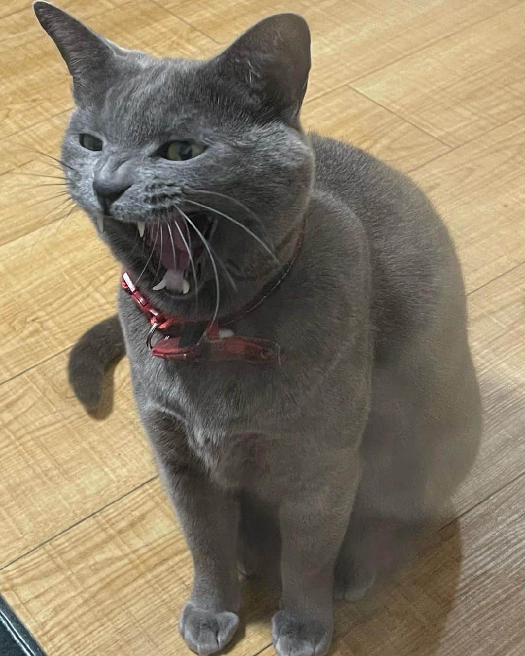 のインスタグラム