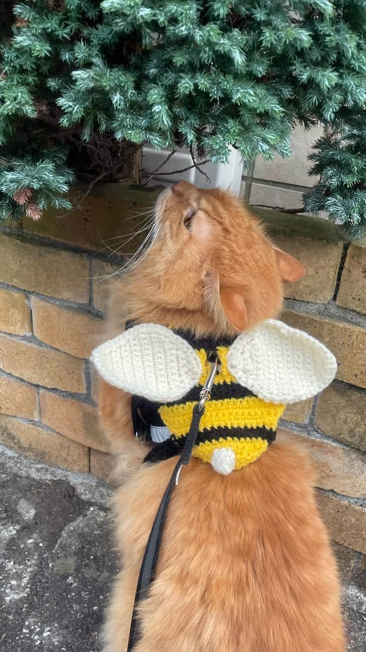 橘モニカのインスタグラム：「Made this harness cover (or whatever you wanna call it) and reel just for fun.  I do have more ideas so I’ll make more and try not to be embarrassed when walking Pumpkin with weird harnesses 😅  可愛いハーネスカバーを作ってみて、もっと作ってみる〜 . . . #cat#catwalking#crochet#bee#cute#harness#Pumpkin#猫#猫の散歩#かぎ針編み#みつばち#可愛い#パンプキン#고양이#산책#벌#을상」