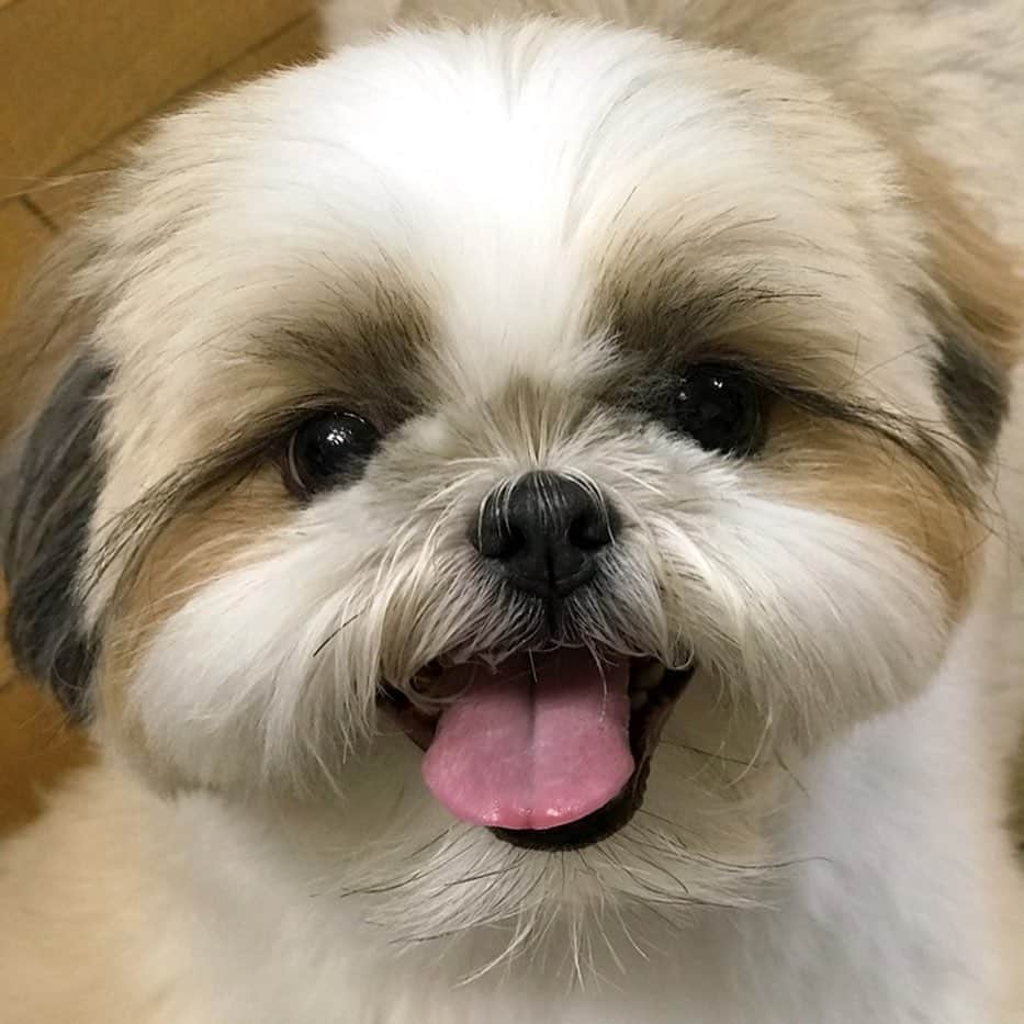 りんくのインスタグラム：「飼い主が腰を痛めて歩行がゆっくりなのに💦行く先々で邪魔をするもふもふ🥹🐶✨」