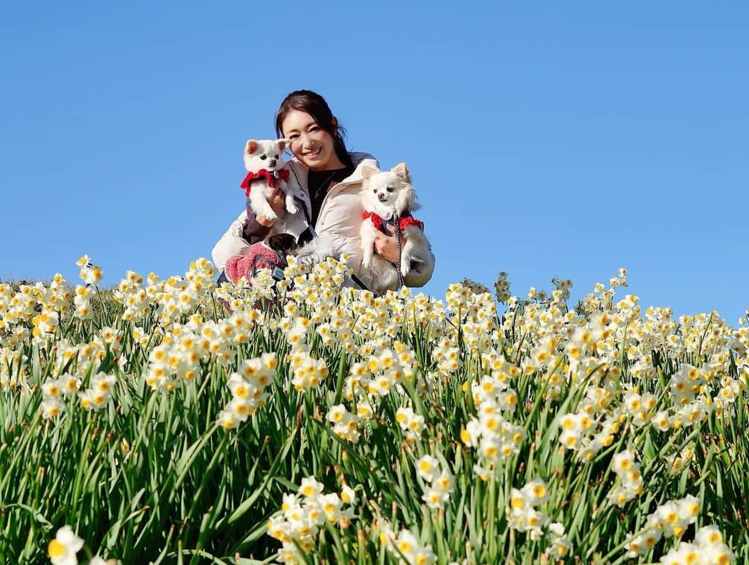 小早川怜子さんのインスタグラム写真 - (小早川怜子Instagram)「愛犬とお散歩💙  青空がキレイでした😍  たまたまいたカメラマンに私のカメラ渡して何枚か撮ってもらいました❤️  ありがとございました🤭  #private #春よ来い来い  あ、実は4匹います😆 分かるかな？🤣」1月20日 20時24分 - reiko.kobayakawa