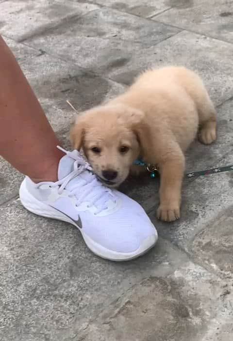 FluffyPackのインスタグラム：「Fluffypack met this cute nose today in Vietnam 💕」