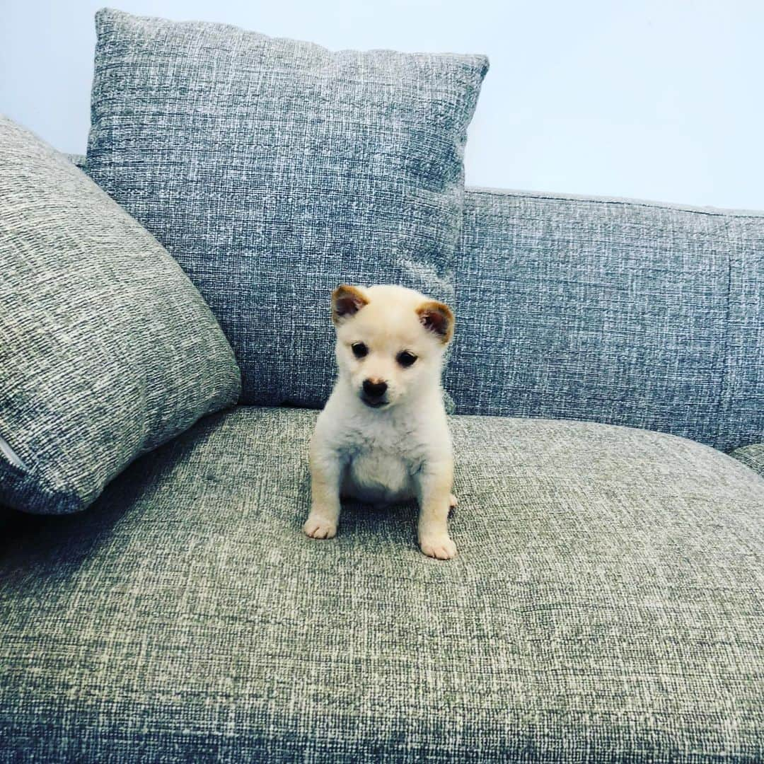 Willy Wonkaさんのインスタグラム写真 - (Willy WonkaInstagram)「ロースターのオフィスに遊びに来ました🐕  #dogmodel #dogstagram #shibainu #mameshiba #yorkiesofinstagram #dachshund #doggy #doggie #insta_dogs #instagood #豆柴 #まめしば #白豆柴子犬 #白豆柴」1月21日 0時18分 - okushibu_dogs