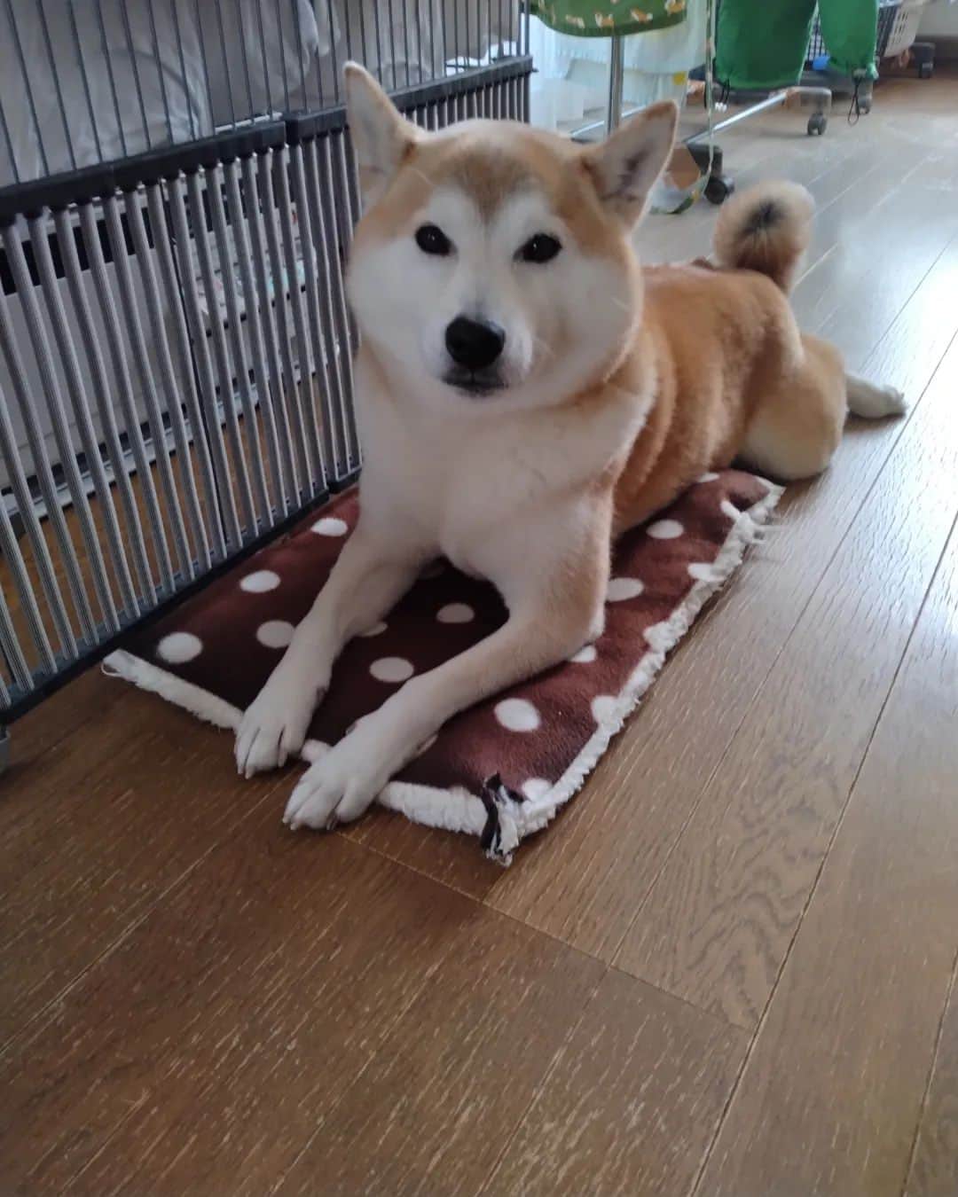 柴犬⭐️サスケのインスタグラム：「おは(ᐡ`･ω･´ᐡ)ฅわん！⁡ ⁡#クッション小さすぎないか#柴犬#赤柴#さすけ#うるさくて逃げる#吠えると子供たち泣く#カオス#柴北会 #北海道#わんだフォ #いぬら部 #pecoいぬ部」