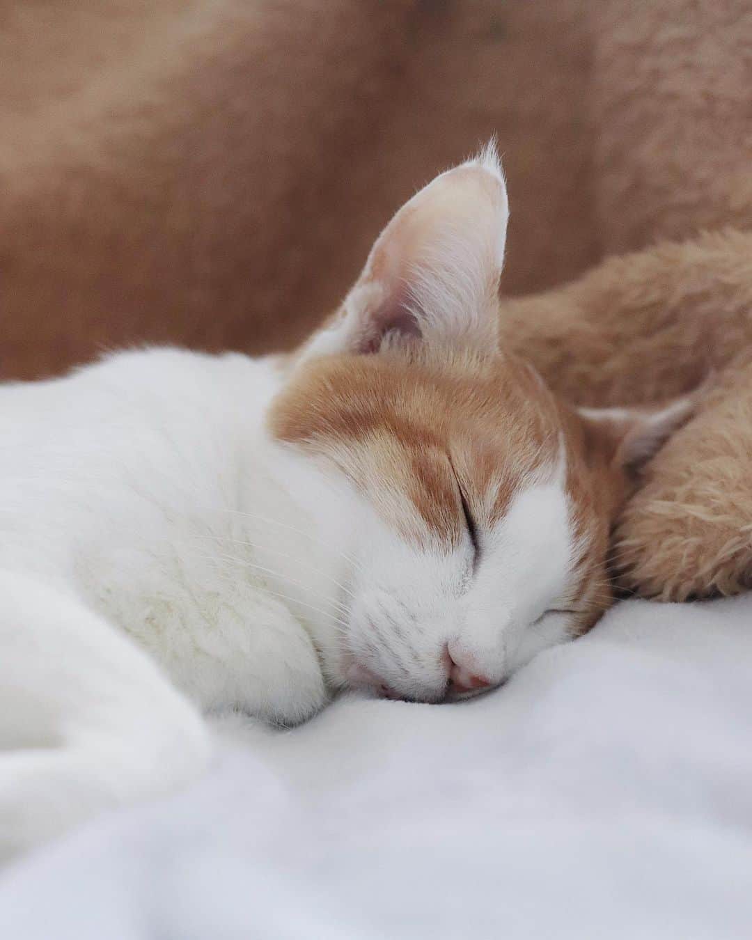 rei_nyanzのインスタグラム：「💤 　 　 幸せ…寝♡ 　 　 　 　 　 　 #ねことの暮らし」