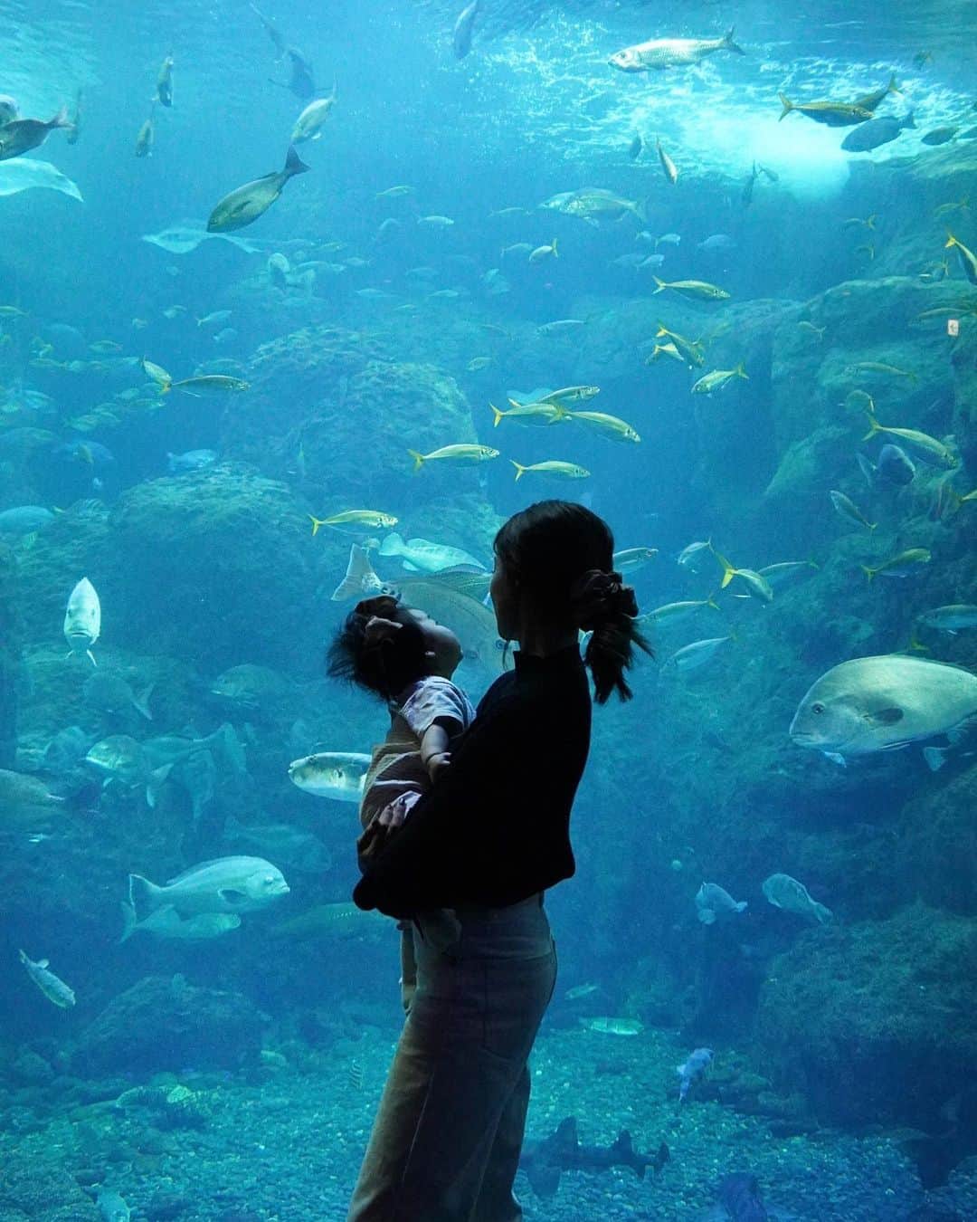 志田友美（ゆうみん）さんのインスタグラム写真 - (志田友美（ゆうみん）Instagram)「娘初の🤍水族館🐠  興味津々でかわいすぎて数日後また行った。🥹w」1月21日 20時12分 - yuumi_shida