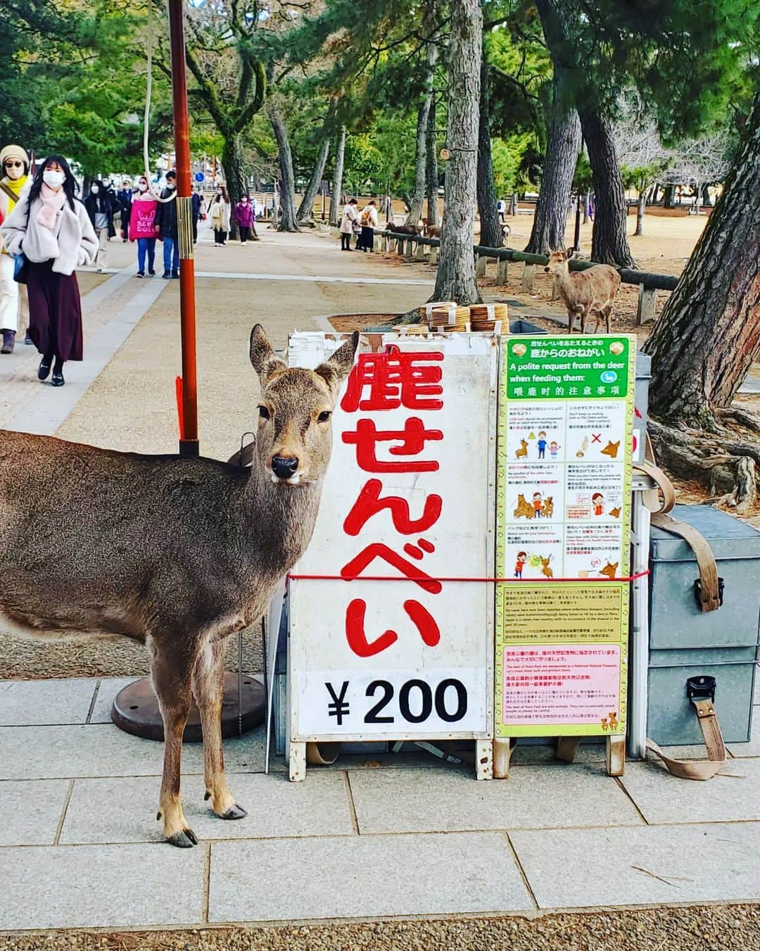 サトシさんのインスタグラム写真 - (サトシInstagram)「鹿って結構可愛いよね。⁡ ⁡サイズがいい感じなら家にいて欲しいよね。⁡ ⁡⁡ ⁡#サトスタ #奈良公園 #鹿 #東大寺」1月21日 20時38分 - satoshi_honwaka