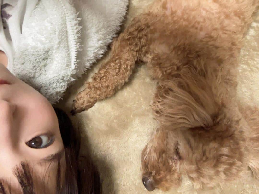 深田結梨（浅田結梨）さんのインスタグラム写真 - (深田結梨（浅田結梨）Instagram)「🐶💤  #床と同じ色  #トイプードル  #いぬすたぐらむ  #犬のいる暮らし  #dog」1月21日 21時16分 - yuuriman_
