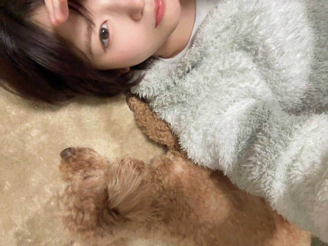 深田結梨（浅田結梨）のインスタグラム：「🐶💤  #床と同じ色  #トイプードル  #いぬすたぐらむ  #犬のいる暮らし  #dog」