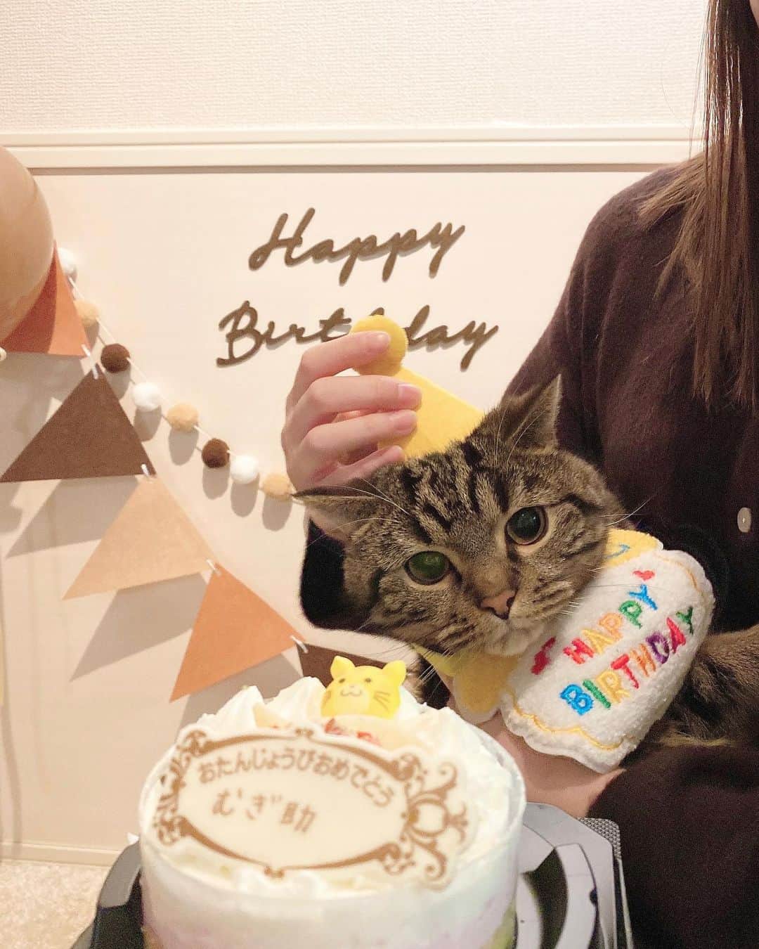 植木南央さんのインスタグラム写真 - (植木南央Instagram)「🐱🍰 ⠀ 昨日1/20は むぎ助2歳の誕生日でしたー🤍 ⠀ むぎのイラスト入ったオーダーケーキ頼もうとしたけど間に合わず、、😭ペットショップ回って何とか可愛い猫用ケーキ調達！🎂 ⠀ 初めてのケーキなのに キッチンで切ってる時から警戒もせず舐めに来たり🤣🤣 大興奮のむしゃんでした。🐱 ⠀ だいすきなむぎ助 これからもすくすくと育ってね☺️🤍 ⠀ ⠀ ⠀ #猫 #猫用ケーキ #cafe #スコティッシュフォールド #スコティッシュフォールド立ち耳 #猫のいる暮らし #猫好きさんと繋がりたい」1月21日 21時46分 - _uekinao