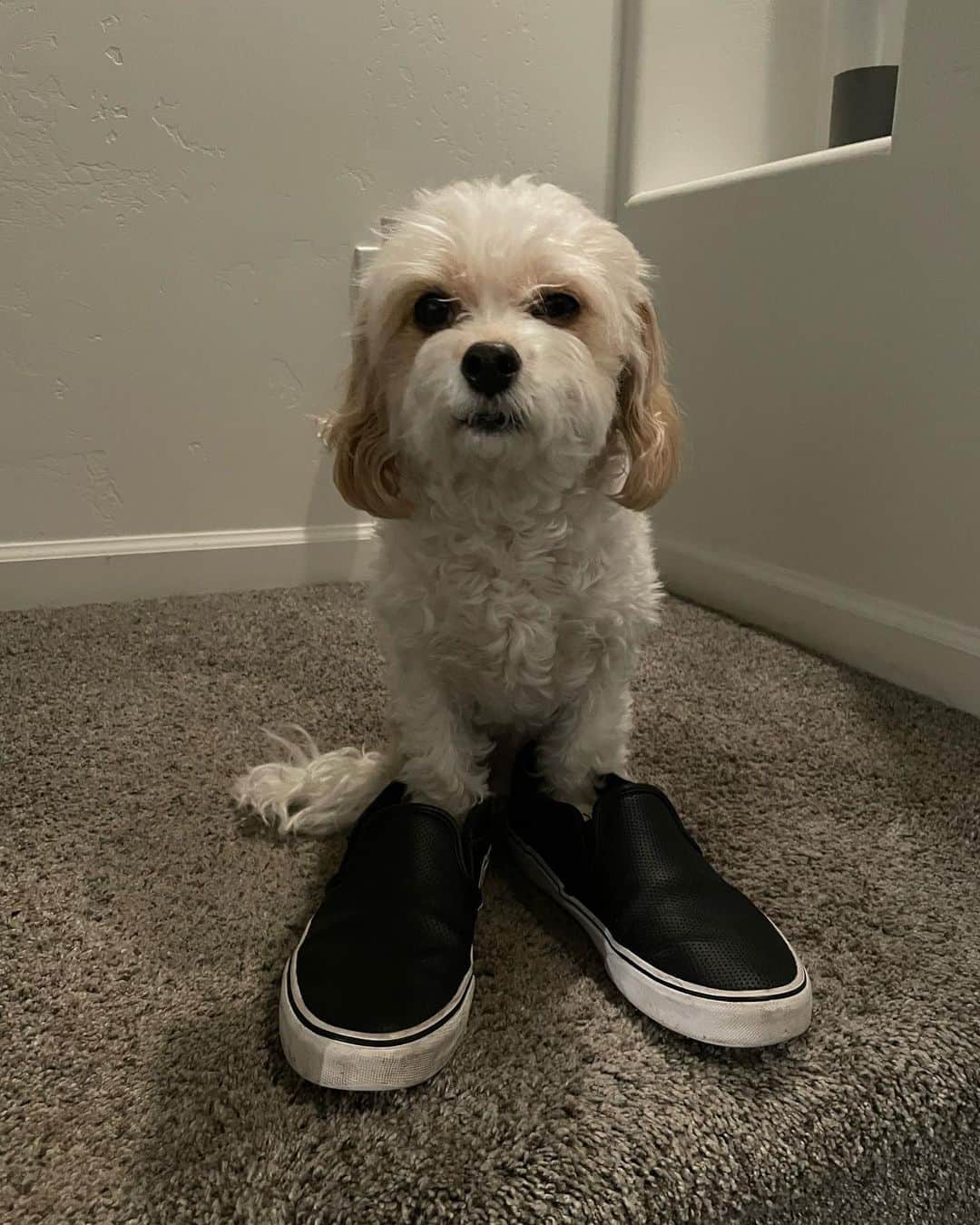トニー・ペリーさんのインスタグラム写真 - (トニー・ペリーInstagram)「Good morning.」1月22日 1時48分 - tonyperry