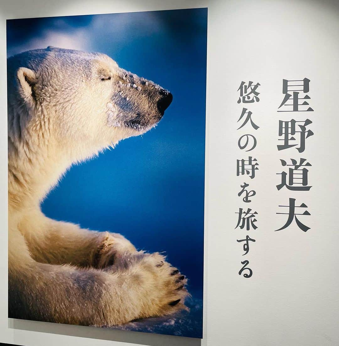 原沙知絵さんのインスタグラム写真 - (原沙知絵Instagram)「最終日に当日券で入れました。 とにかく行けてよかった！！😢 ゆっくり家で写真集を見返します。  #星野道夫 #悠久の時を旅する #アラスカ #東京都写真美術館」1月22日 11時55分 - harasachie