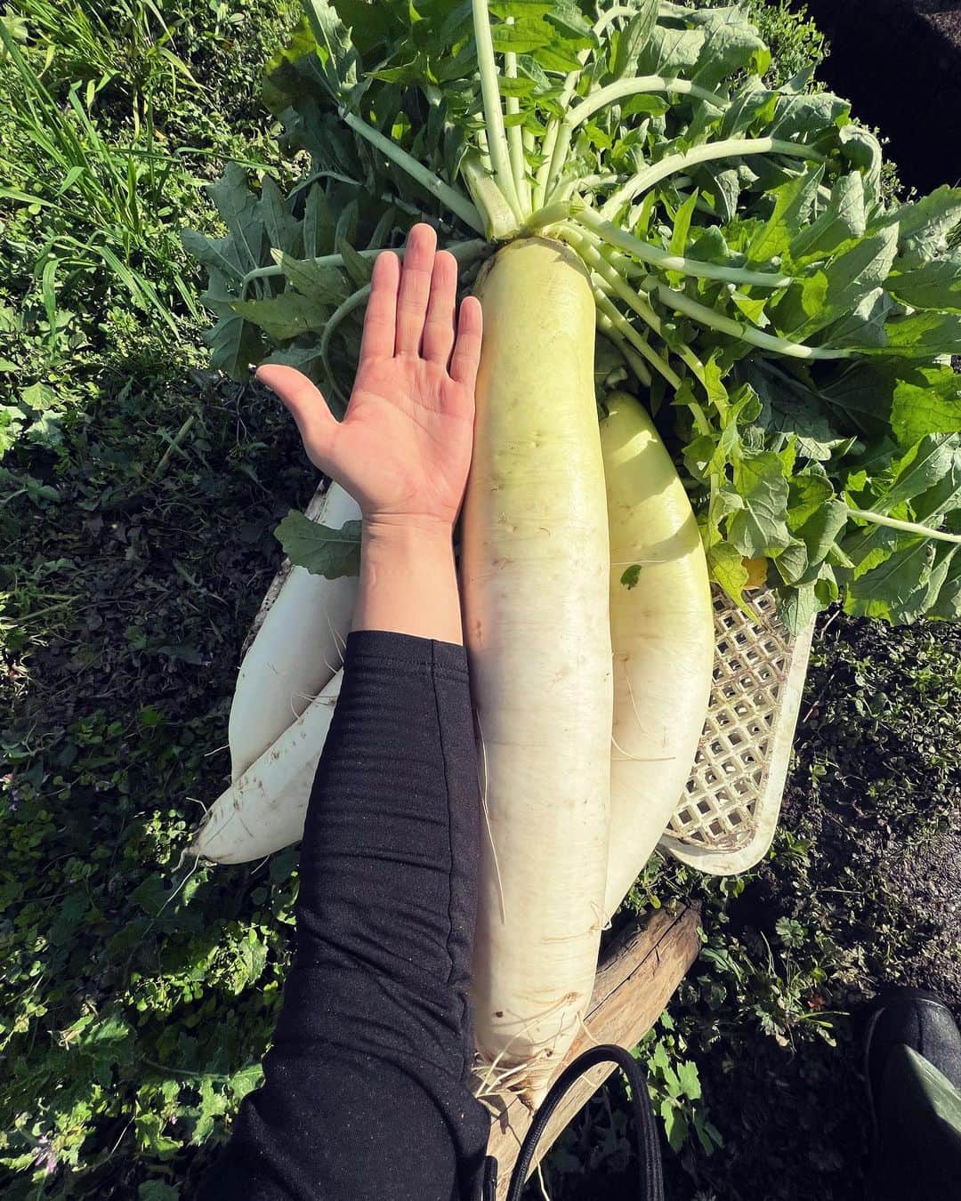 萩谷慧悟さんのインスタグラム写真 - (萩谷慧悟Instagram)「#大根島 での写真をちょいちょい上げていこうと思います。  津田カブと大根島。 かなり大きく育ってるものも、  ただ、大きすぎると栄養が成長に使われているそうで 大きければいいってものでもないらしいです＾＾  #結び農縁 #島根県」1月22日 21時29分 - keigo_hagiya_official