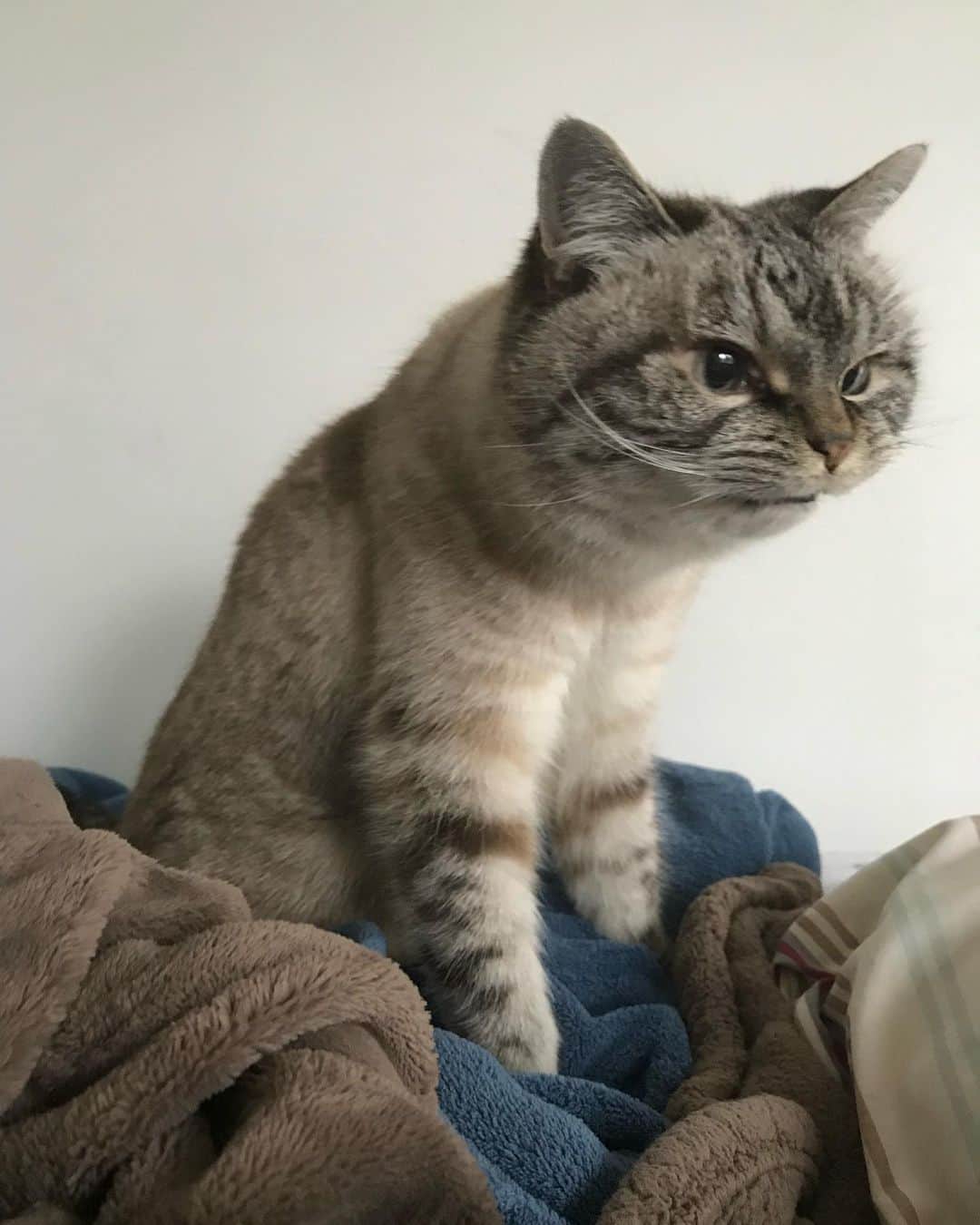 Lokiのインスタグラム：「I just wanna say, don’t use @stubhub We are not impressed. Also look how cute loki is ♥️ ##catstagram #catsagram #cat #cats #kitten #instacat  #catsofinstagram #catsoninstagram #pet #pets  #cute #cutecat  #instacat_meows #catoftheday #gato #cats_of_instagram  #cutepetclub #thedailykitten  #kittycat #catlover #ilovecats #animals #meow #instacute #photooftheday #animaladdicts #nature_cuties #igcutest_animals」