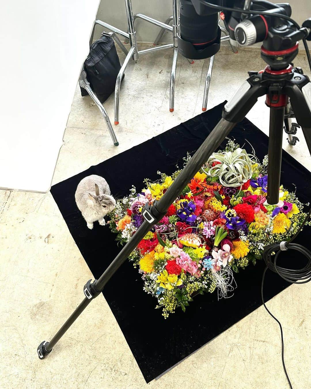 椎木俊介さんのインスタグラム写真 - (椎木俊介Instagram)「shooting today #azumamakoto #makotoazuma #shiinokishunsuke #amkkproject #amkk  #flowers #東信 #東信花樹研究所」1月22日 13時48分 - shiinokishunsuke