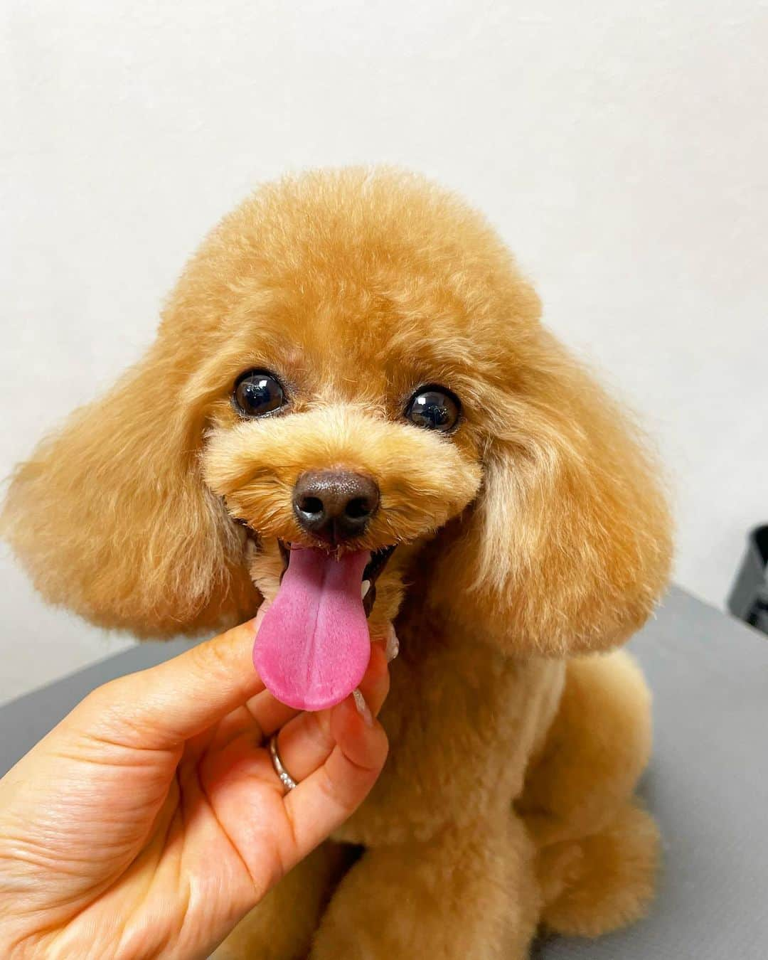 doghug (ドッグハグ) 豊洲本店さんのインスタグラム写真 - (doghug (ドッグハグ) 豊洲本店Instagram)「笑顔がとってもチャーミング💕  #BLISS #bliss #豊洲 #勝どき #広尾 #仔犬 #子犬 #プードル #ふわもこ部 #ワンコなしでは生きていけません会 #犬バカ部 #もふもふ #トリマー #トリミングサロン #トリミング #グルーミング #トレーニング #トイプードル #トイプードルカット」1月22日 22時12分 - bliss.trimming