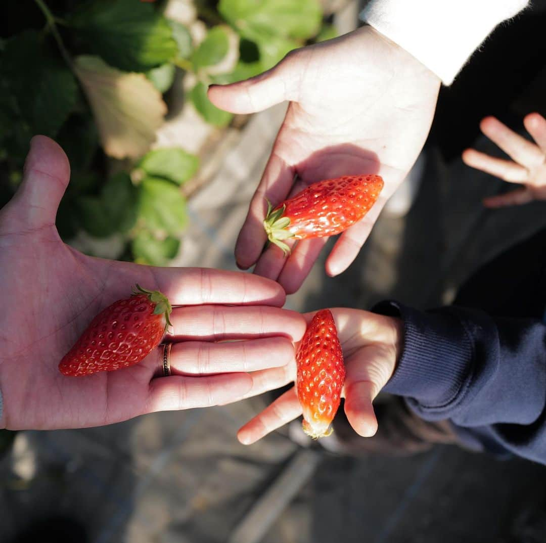 高橋祐治さんのインスタグラム写真 - (高橋祐治Instagram)「午前練習の後に苺狩り🍓 @ichigo.hayakawa_nouen」1月22日 19時13分 - takahashiyuji_3