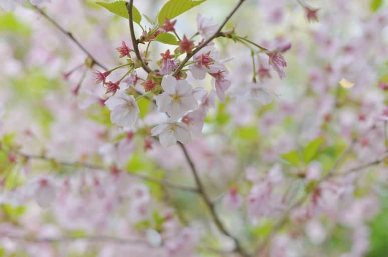 フェリーチェガーデン日比谷さんのインスタグラム写真 - (フェリーチェガーデン日比谷Instagram)「⁡ フェリーチェガーデン日比谷にも 春になると桜が咲きます𓂅  本物の緑に囲まれ、咲く桜が待ち遠しい🌸 ⁡」1月22日 19時42分 - felice.garden.hibiya