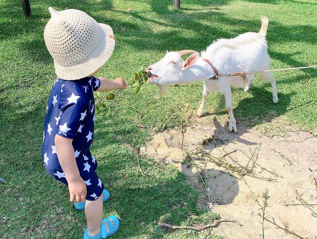 永峰絵里加さんのインスタグラム写真 - (永峰絵里加Instagram)「Throwback🌴🌺👒・  いつかの南国その２  ホテルの広大な敷地は専用カートでいつでも自由に移動ができて、小さい子連れにはかなり助かりました◎  朝食ブッフェもお弁当にして持って行けるから、テラスや海辺等好きな場所で食べられて子どもが泣いたり騒いでも安心笑  水牛やヤギを間近で見れたり、そこら中にハンモックが吊るしてあってのんびり過ごせるのも良かったー🐃🐐💕・  飛行機やフェリーの乗り継ぎは大変だけれど離島の旅はまたしてみたい。  #小浜島 #はいむるぶし #familytrip #summerfeeling #kohamaisland #kohamajima #okinawatrip」1月22日 22時55分 - erikalmaz